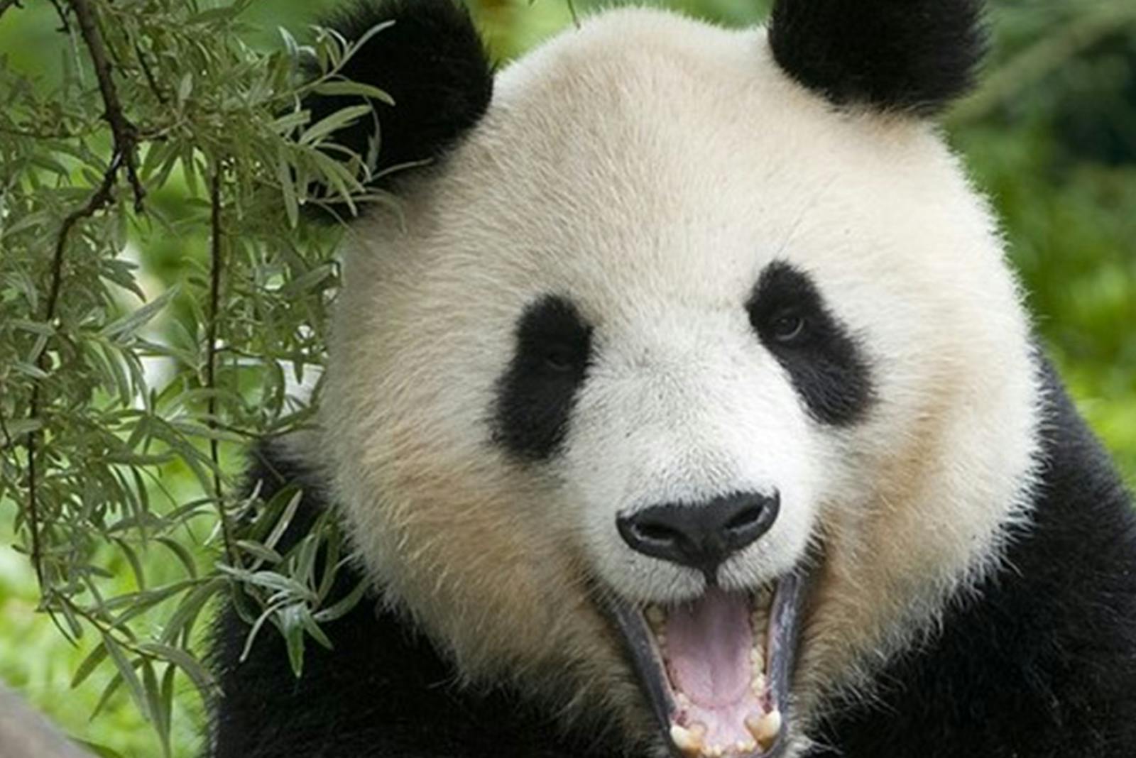 Plan apropiat al unui panda la Zoo Schönbrunn